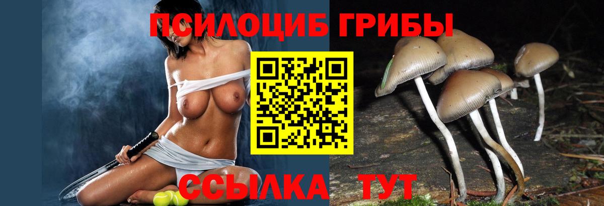 Псилоцибиновые грибы Psilocybe Арзамас